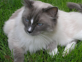 Ragdoll Cat Pictures