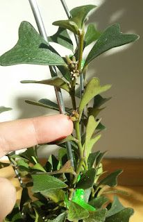 Hoya Manipurensis
