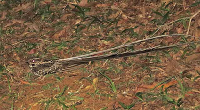 Long-trained Nightjar