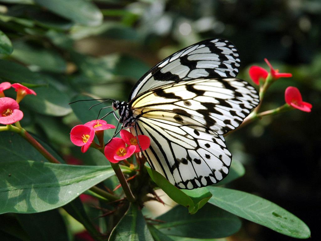 Nada Afiqah: Gambar flora dan fauna