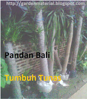 Pandan bali bernama ilmiah dracena draco