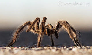 Tarantula en la Ruta a Puerto Pirámides dentro de Península Valdés