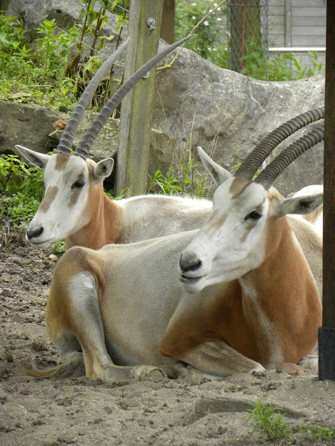 Artis Zoo Amsterdam