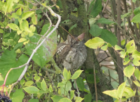 Scops Owl - Ryhope, Durham