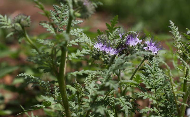 Phacelia Tanacetifolia Flowers Pictures