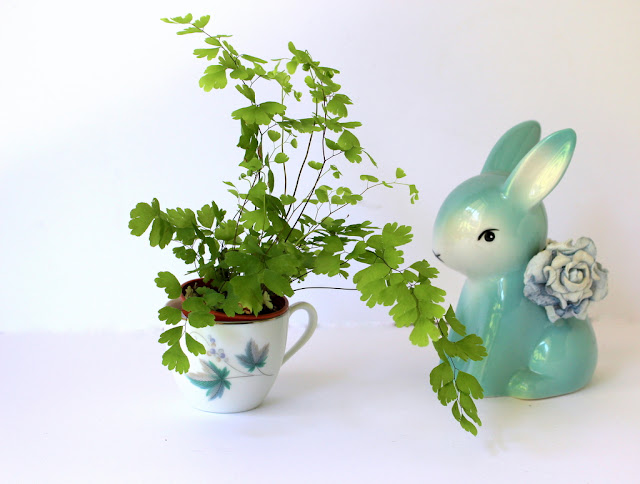 Indoor plants in blue vintage planters