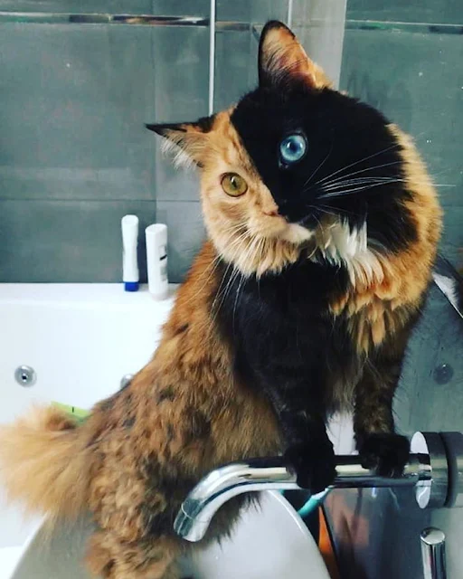 Introducing-Quimera-the-Breathtaking-Feline-with-T͏wo͏-D͏i͏ffe͏r͏e͏n͏t͏-Fa͏c͏e͏s͏-cats-stories