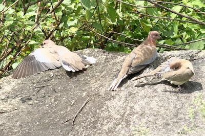 Laughing Dove  basking