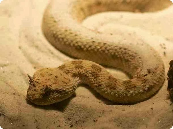 sahara fauna serpente