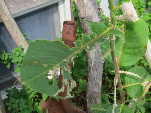 milkweed tussock moth caterpillar