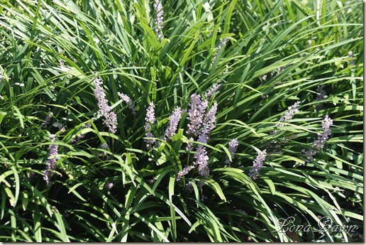 FPC_Liriopemuscari_Aug18