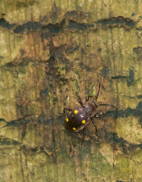 Fungus Beetle (Eumorphus tetraspilotus)