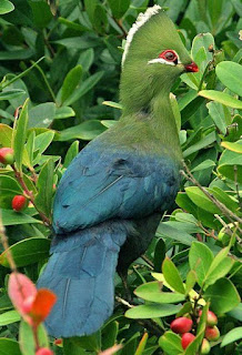 Foto de um Turaco-Knysna(Tauraco corythaix; origem: Leste da África do Sul) pousado em meio aos ramos de uma planta de folhas médias e  ​grossas​ com cachopas de pequenos frutos redondos avermelhados. A ave está de costas com a cabeça voltada à direita; tem porte médio, plumagem densa, verde na cabeça/pescoço e azul turquesa, no corpo e na longa cauda. A ​pequena ​cabeça é coroada com uma crista verde e alta, com extremidades brancas, o bico é curto e grosso em laranja avermelhado e uma linha branca logo abaixo do olho contrasta com a plumagem verde, o olho é marrom e o anel ocular é vermelho escuro. As garras são curtas e fortes.