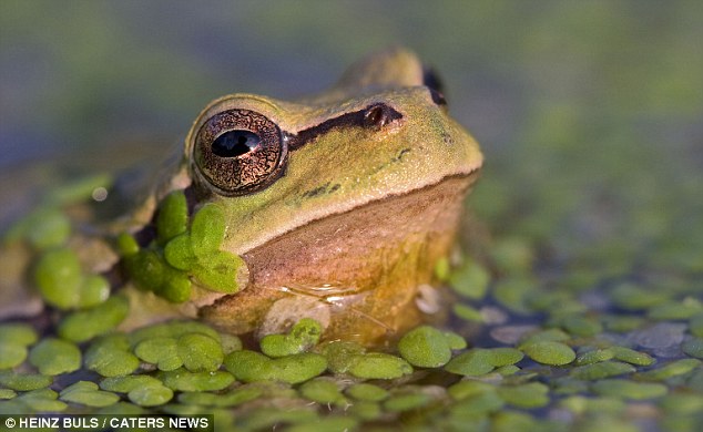  Gambar Katak Pohon  sedang Olahraga LUCU Dunia Binatang