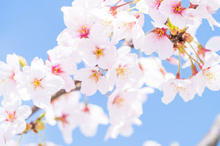 Sakura-flor-de-cerezo-símbolo-y-significado-japon.jpg
