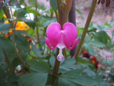Une belle fleur du jardin : le coeur de Marie