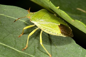 GreenShieldBug