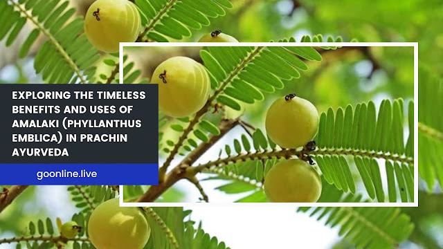 Amalaki (Phyllanthus emblica) Benefits and Uses in Prachin Ayurveda