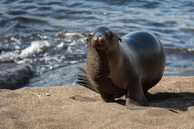 Galápagos Sea Lion, Puerto Egas