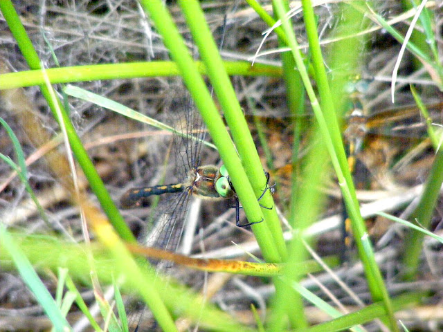 Male Orange-spotted Emerald Oxygastra curtisii, Indre et Loire, France. Photo by Loire Valley Time Travel.