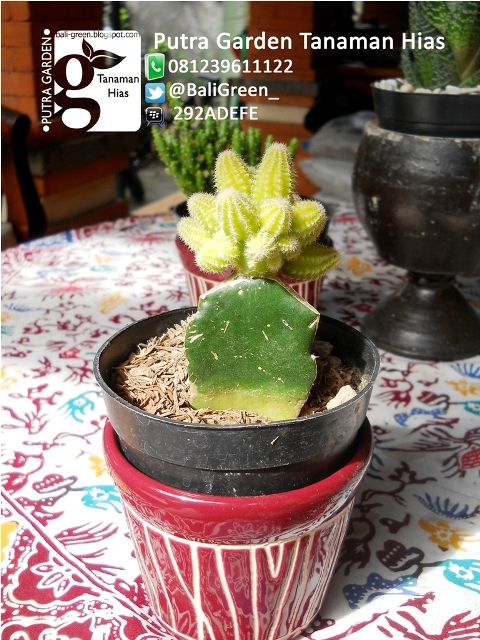 PUTRA GARDEN BALI: Tanaman Kaktus Mini Unik Untuk Dekorasi Meja Rumah Anda