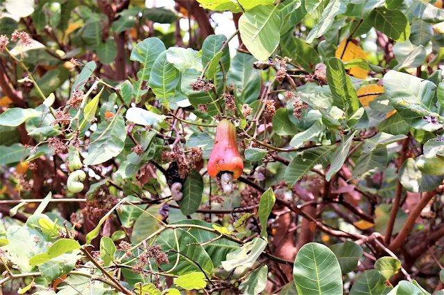 Fruit tree on Phnom Kulen mountain, Cambodia - travel blog