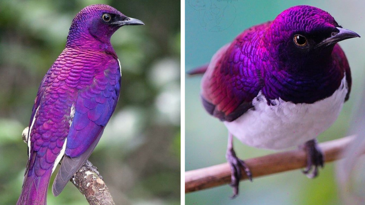 A Flying Gemstone Of An Invading Invader That Brings All His Bad Eating Habits To North America - The Amethyst Starling!