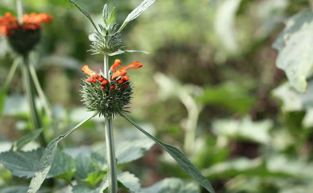 Lions Ear Flowers Pictures