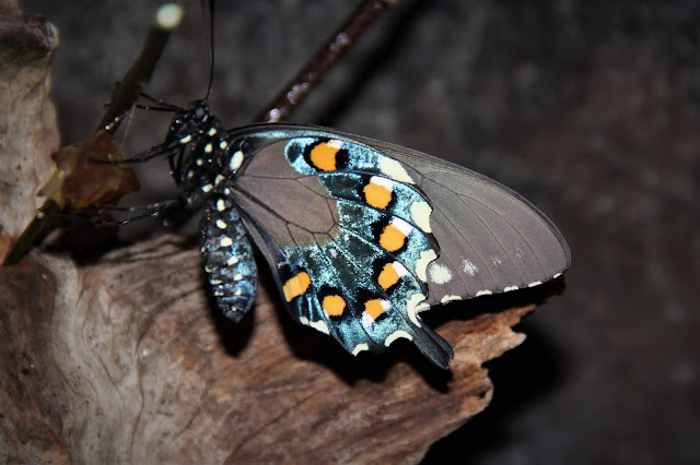 Pipevine Swallowtail