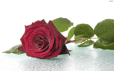 5. Red Rose Gift On Valentines Day 2014