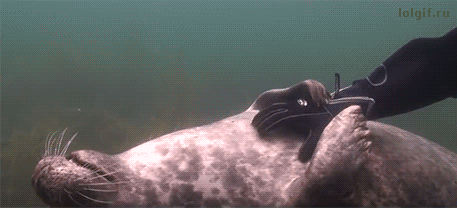 Just a seal getting a tummy rub