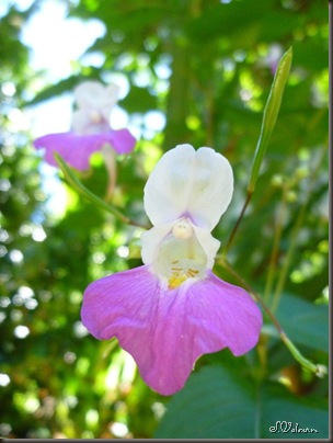 P1100777