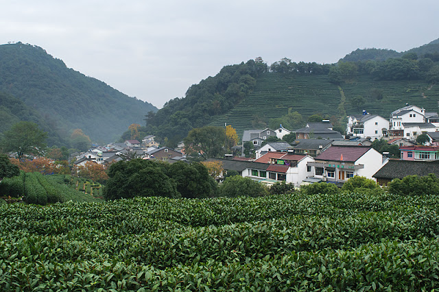 Le village de Long Jing au milieu des théiers