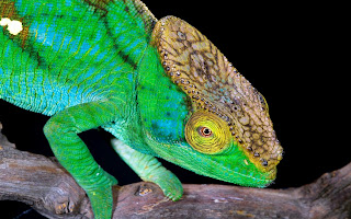 Chameleon Wallpaper