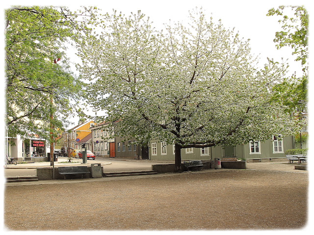 Fint når trærne blomstrer på Rodes plass på Rodeløkka i Oslo!