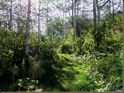 A walking path