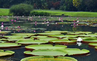 Bogor Botanical Garden