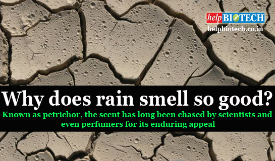 Why does rain smell so good? 