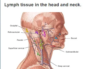 head and neck specialist