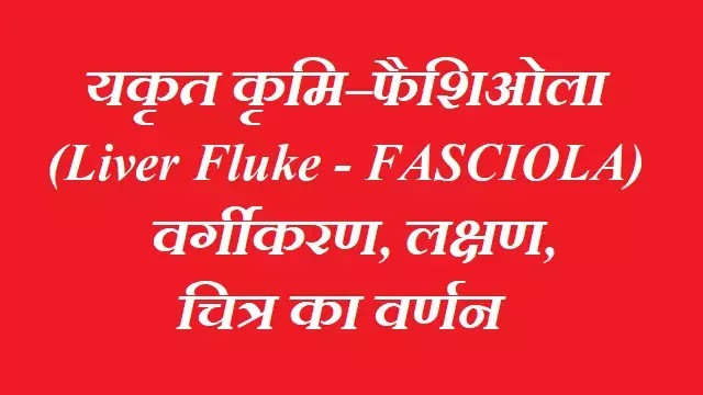 यकृत कृमि–फैशिओला (Liver Fluke-Fasciola):वर्गीकरण,लक्षण,चित्र का वर्णन|hindi