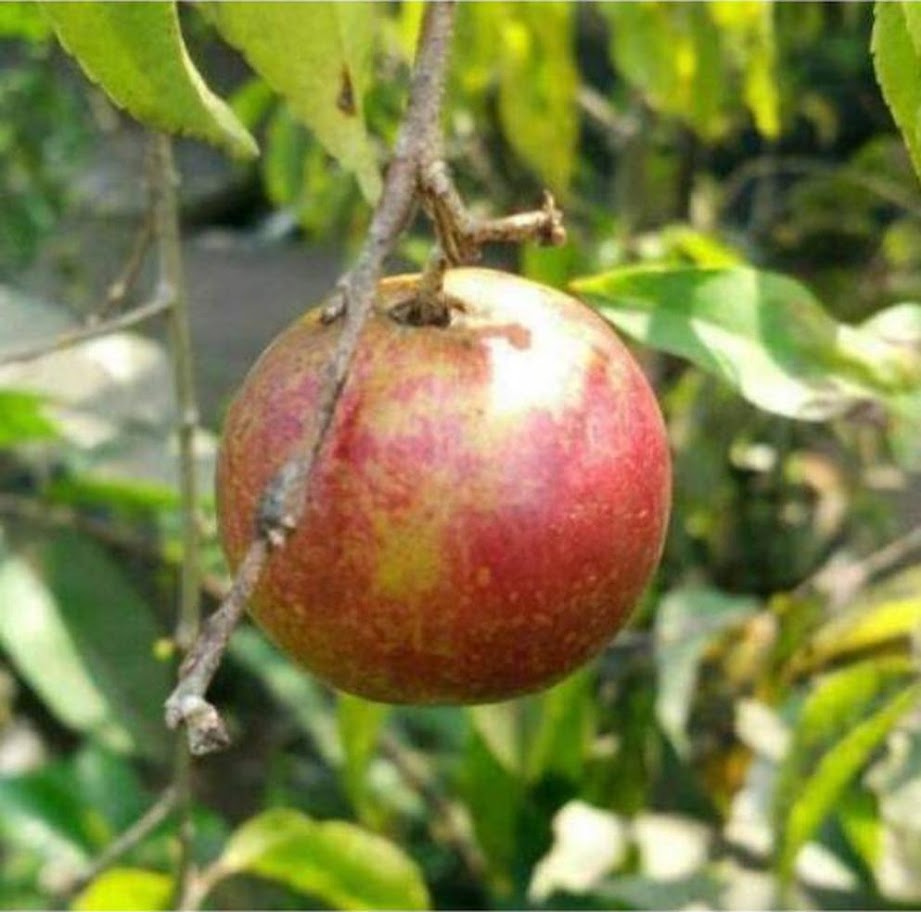 bibit buah plum ausy Bitung