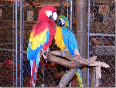 around home, osceola fair 086