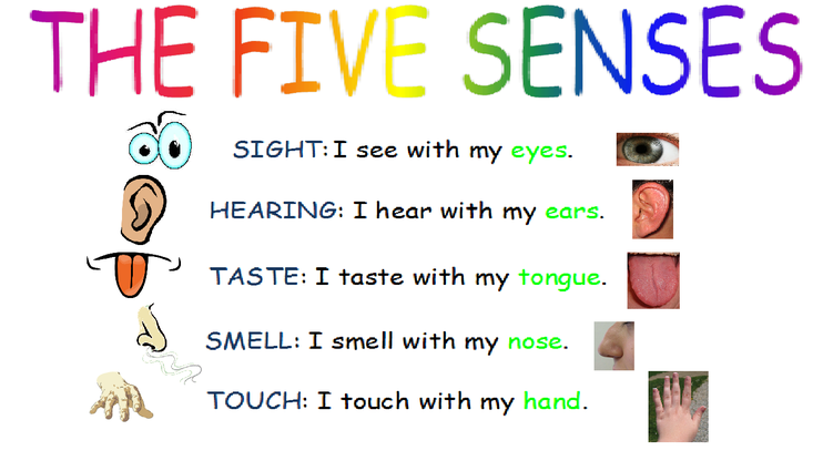 WE LOVE ENGLISH: THE FIVE SENSES