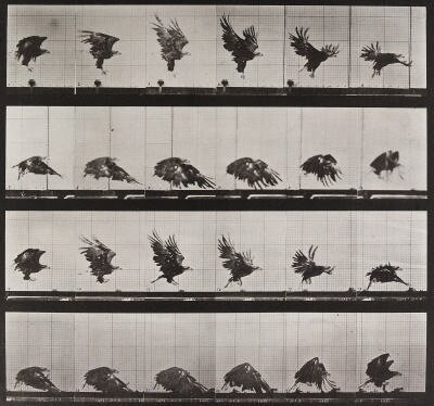 Eadweard J. Muybridge Image