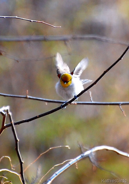 4. verdin-kab