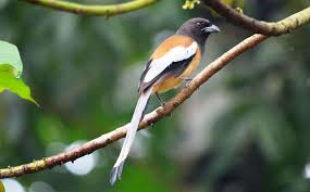 Rufous Tree-pie- Birds of India