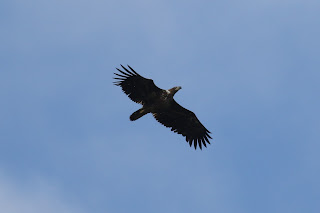 Immature White-tailed Eagle