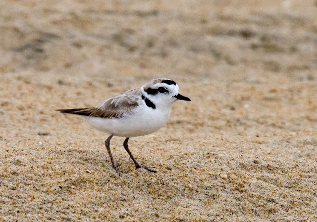 Snowy Plover