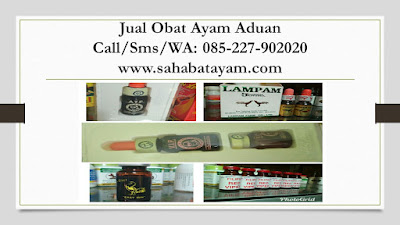 Apa Obat Ayam Bangkok Ngorok, Apa Obat Ayam Bangkok Pucat, Apa Obat Ayam Bangkok Turun Urat, 