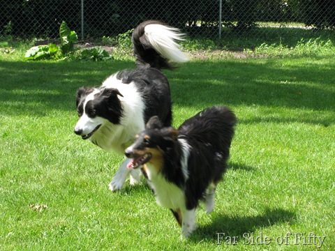Chance and Elvis running Chance and Elvis running